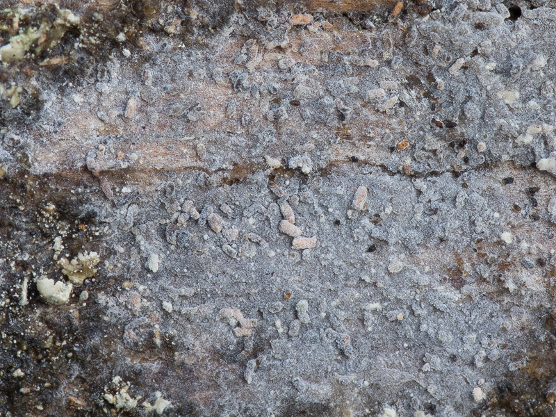 Phlebiella subflavidogrisea